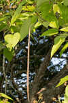 Southern catalpa